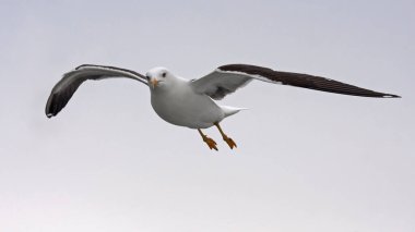 Uçan martı. Daha Az Siyah Sırtlı Martı (Larus fuscus).
