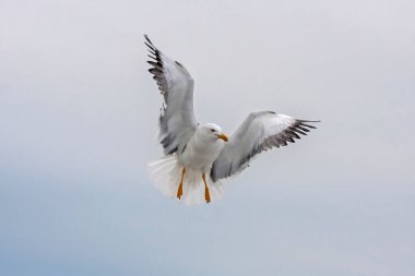 Uçan martı. Daha Az Siyah Sırtlı Martı (Larus fuscus).