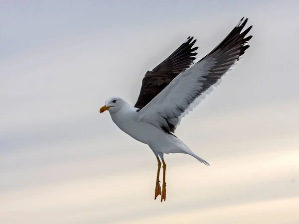 Летающая Чайка Малая Чёрная Чайка Larus Fuscus — стоковое фото