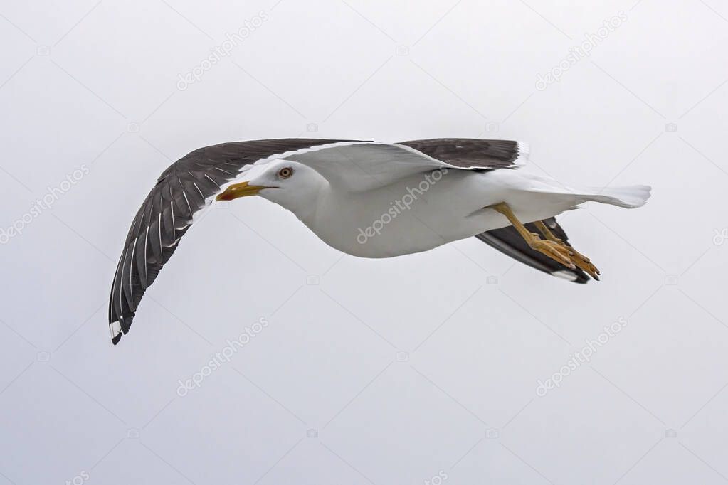 Flying seagull. Lesser Black-backed Gull (Larus fuscus).