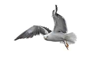 İzole edilmiş uçan martı. Daha Az Siyah Sırtlı Martı (Larus fuscus).