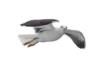 İzole edilmiş uçan martı. Daha Az Siyah Sırtlı Martı (Larus fuscus).