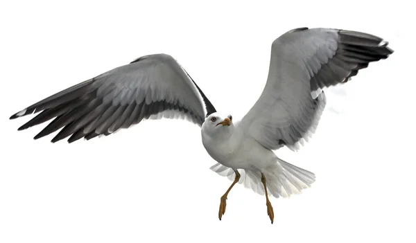 Geïsoleerde Vliegende Meeuw Kleine Meeuw Met Zwarte Rug Larus Fuscus — Stockfoto