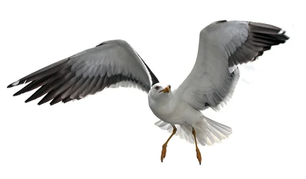 Vereinzelt Fliegende Möwen Schwarzrückenmöwe Larus Fuscus Stockfoto