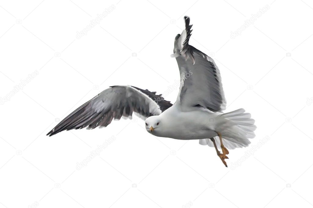 Isolated flying seagull. Lesser Black-backed Gull (Larus fuscus).