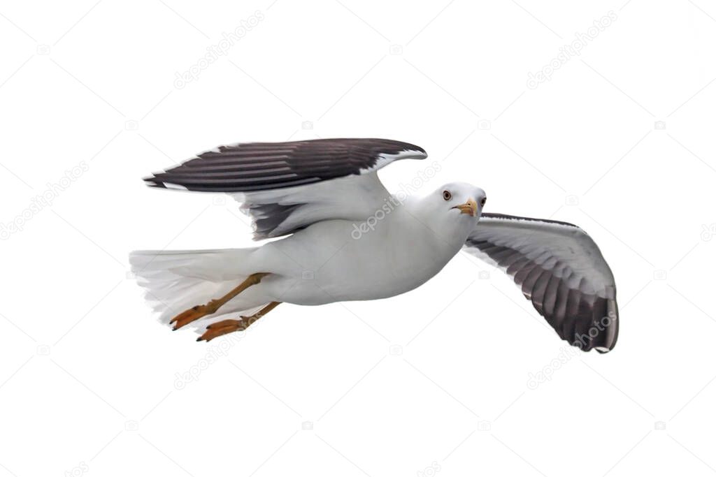 Isolated flying seagull. Lesser Black-backed Gull (Larus fuscus).