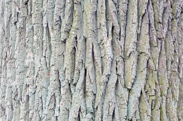 Bark Irregularities Trunk Old Oak Tree Abstract Natural Texture Theme — Fotografia de Stock