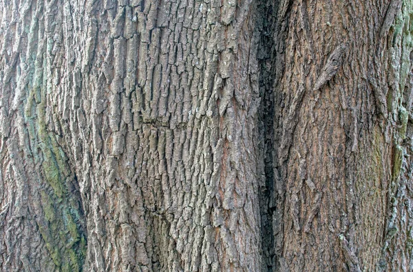 Bark Irregularities Trunk Old Oak Tree Abstract Natural Texture Theme — Fotografia de Stock