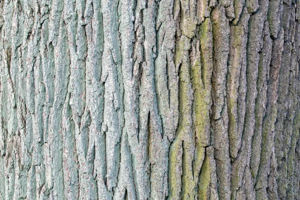 在一棵老橡树的树干上乱叫 木材主题的天然纹理摘要 — 图库照片