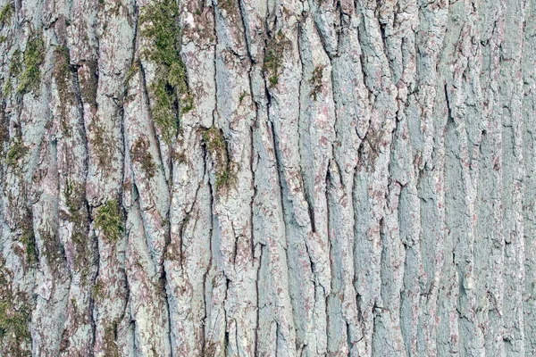 Bark Irregularities Trunk Old Oak Tree Abstract Natural Texture Theme — Fotografia de Stock