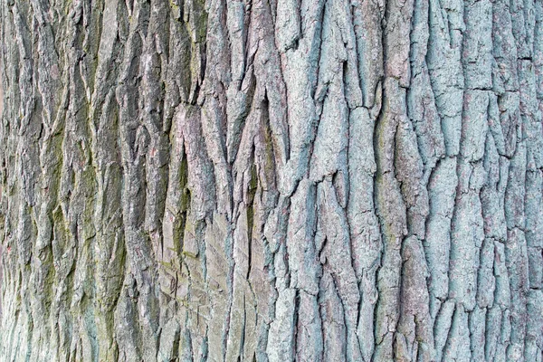 Bark Irregularities Trunk Old Oak Tree Abstract Natural Texture Theme — Fotografia de Stock