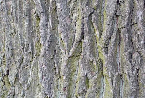 Bark Irregularities Trunk Old Oak Tree Abstract Natural Texture Theme — Fotografia de Stock