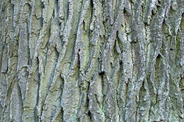 在一棵老橡树的树干上乱叫 木材主题的天然纹理摘要 — 图库照片