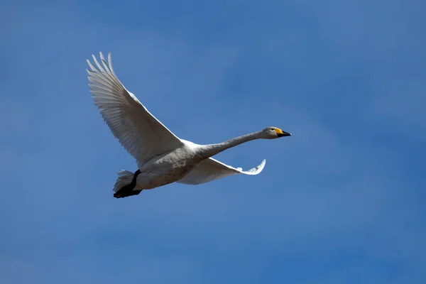 Beautiful White Swan Flying Sky Whooper Swan Common Swan Cygnus — Stockfoto