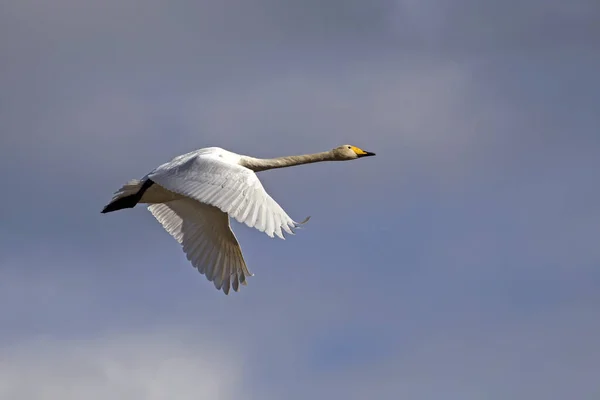 Beau Cygne Blanc Volant Sur Ciel Cygne Siffleur Cygne Commun — Photo