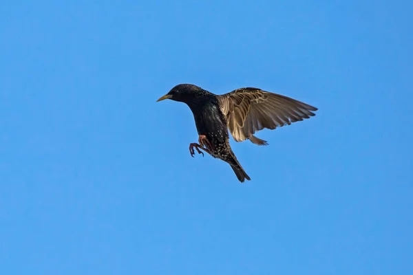 Starling Flies Its Nest Common European Starling Sturnus Vulgaris — Zdjęcie stockowe