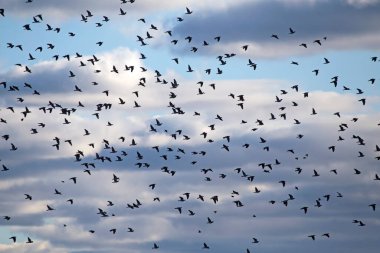 A large spring flock of wild doves flying on the sky against dramatic clouds. Main flock of Common wood pigeon (Columba palumbus) and a small addition of European starling (Sturnus vulgaris).