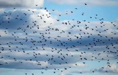 A large spring flock of wild doves flying on the sky against dramatic clouds. Main flock of Common wood pigeon (Columba palumbus) and a small addition of European starling (Sturnus vulgaris).