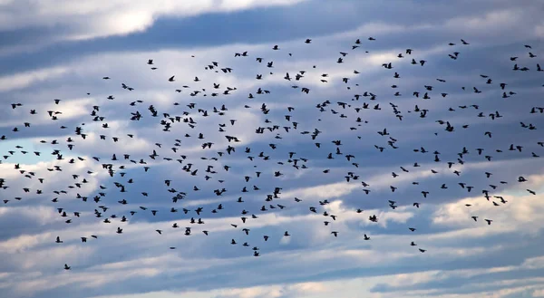 Large Spring Flock Wild Doves Flying Sky Dramatic Clouds Main — Stock Fotó