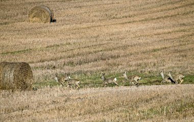 A group of roe deer on the field in early spring. Flock of European roe deer (Capreolus capreolus).