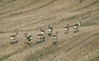 A group of roe deer on the field in early spring. Flock of European roe deer (Capreolus capreolus).