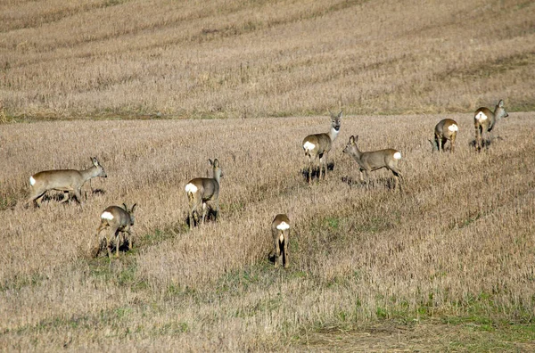 Groupe Chevreuils Sur Terrain Début Printemps Troupeau Chevreuils Europe Capreolus — Photo