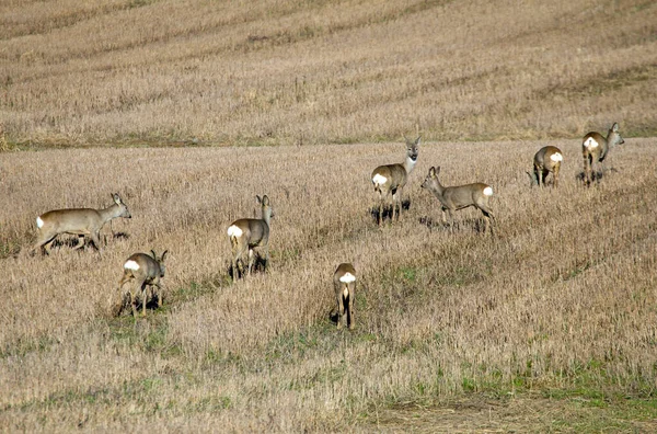 Eine Gruppe Rehe Auf Dem Feld Zeitigen Frühjahr Schwarm Europäischer Stockfoto