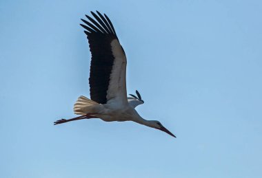 Mavi gökyüzünde uçan beyaz leylek. Beyaz leylek (Ciconia ciconia).
