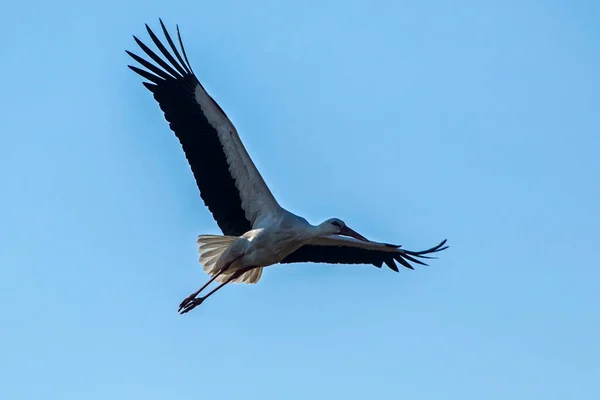 Cigüeña Blanca Volando Sobre Cielo Azul Cigüeña Blanca Ciconia Ciconia — Foto de Stock