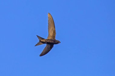 Mavi gökyüzünde siyah süratli uçuyor. Yaygın Swift (Apus apus), en hızlı böceksi kuş türüdür..