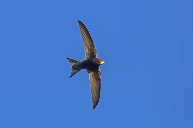 Mavi gökyüzünde siyah süratli uçuyor. Yaygın Swift (Apus apus), en hızlı böceksi kuş türüdür..