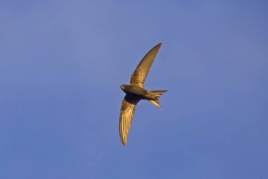 Mavi gökyüzünde siyah süratli uçuyor. Yaygın Swift (Apus apus), en hızlı böceksi kuş türüdür..