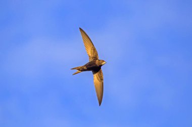 Mavi gökyüzünde siyah süratli uçuyor. Yaygın Swift (Apus apus), en hızlı böceksi kuş türüdür..