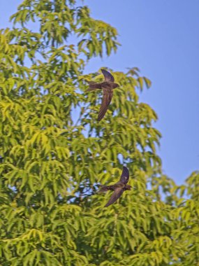 Ağaçların arka planında uçan bir grup kırlangıç. Yaygın Swift (Apus apus), en hızlı böceksi kuş türüdür..