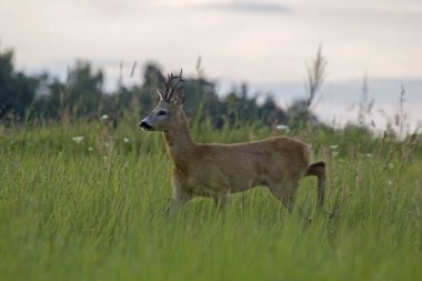 Yeşil çayırda güzel bir yumurta geyiği. Erkek Avrupa yumurtası geyiği (Capreolus capreolus) bir yaz akşamı ormandan bir tarlaya çıkar..
