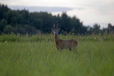 Yeşil çayırda güzel bir yumurta geyiği. Erkek Avrupa yumurtası geyiği (Capreolus capreolus) bir yaz akşamı ormandan bir tarlaya çıkar..