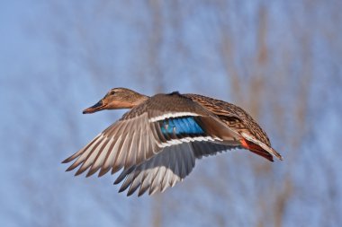 Uçuş bahar karşı