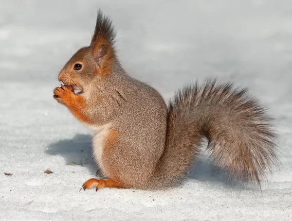 Manger un écureuil assis sur la neige — Photo