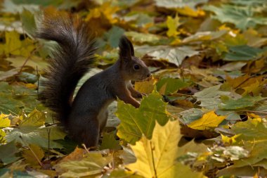 Akçaağaç yaprakları üzerinde oturan sincap