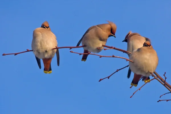 Quatro pássaros no banco — Fotografia de Stock