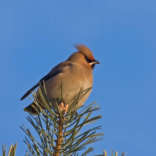 Boheemse Pestvogels zittend op de pijnboom — Stockfoto