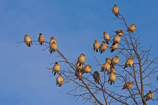 Birçok kuş ve ağaç üzerinde — Stok fotoğraf