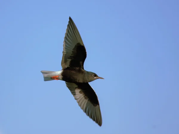 Terna dalle ali bianche in volo — Foto Stock