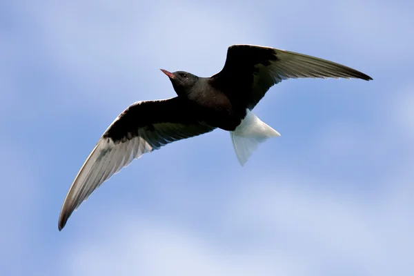 Terna dalle ali bianche in volo — Foto Stock