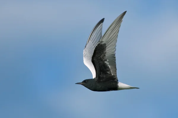 Terna dalle ali bianche in volo — Foto Stock