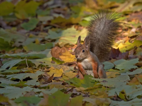 Eichhörnchen sitzt auf dem Laub des Ahorns — Stockfoto