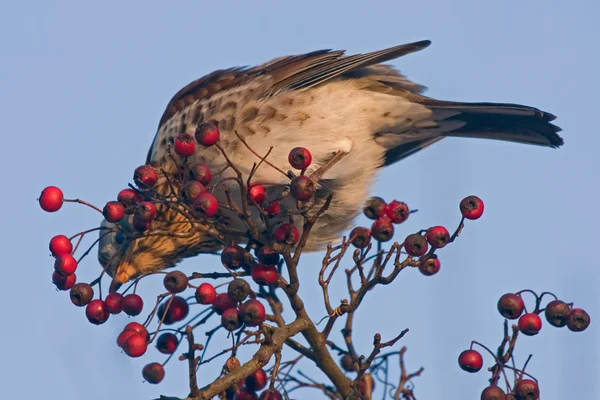 Fieldfare 坐着的山楂树 — 图库照片