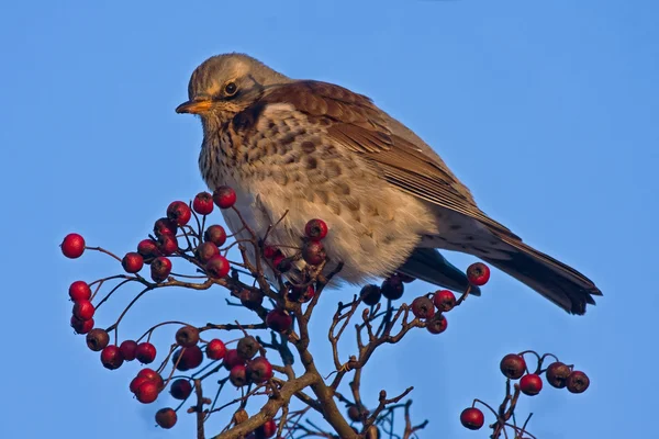 Fieldfare 坐着的山楂树 — 图库照片