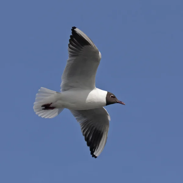 Gabbiano che vola sul cielo blu — Foto Stock