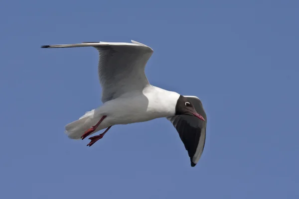 Gabbiano che vola sul cielo blu — Foto Stock